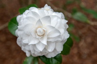 EdenGarden_12