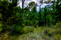 Forest Shores Lot 15_20150813_029-fused
