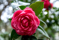 EdenGarden_4