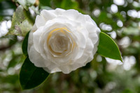 EdenGarden_5